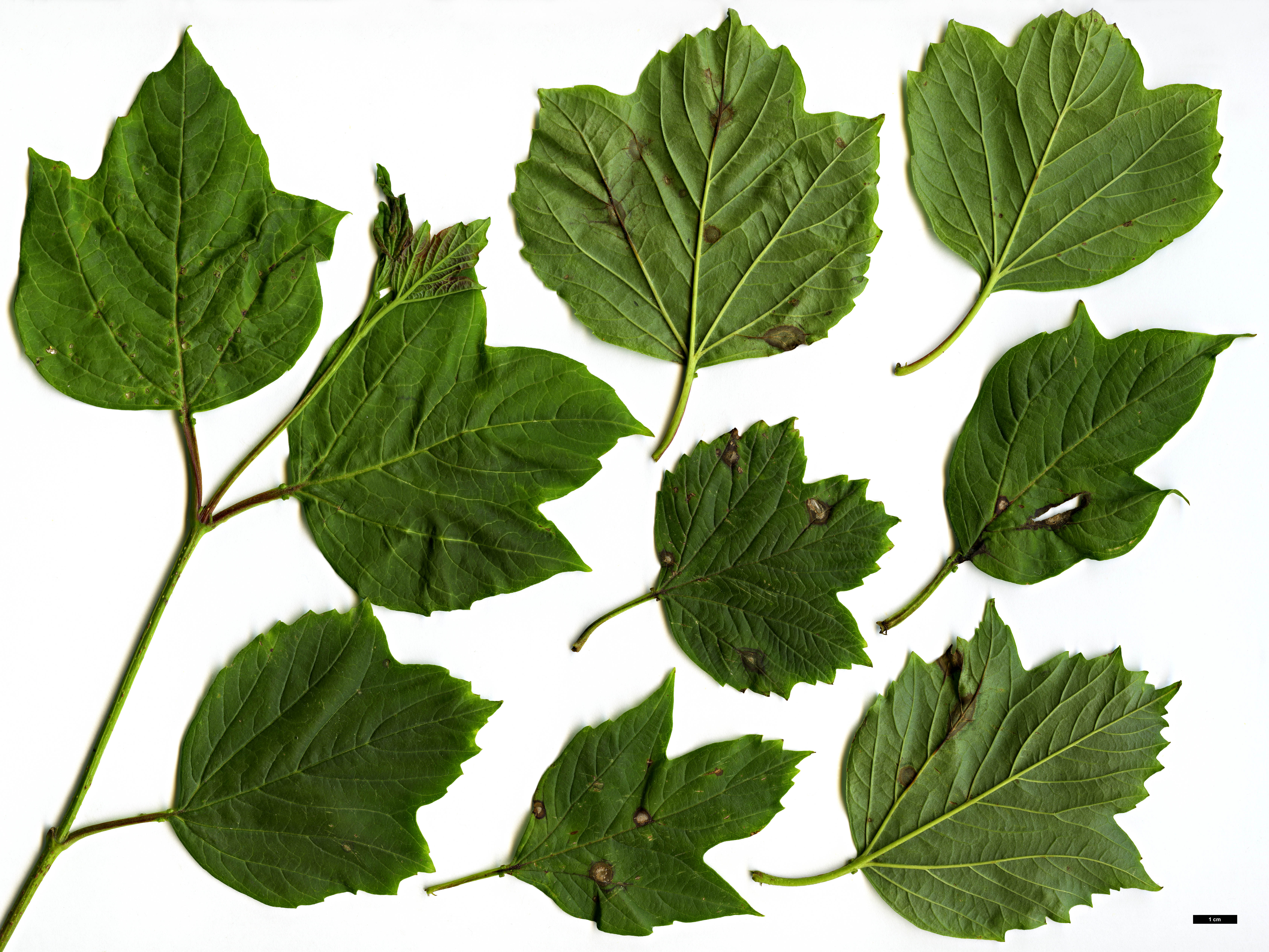 High resolution image: Family: Adoxaceae - Genus: Viburnum - Taxon: opulus - SpeciesSub: var. calvescens